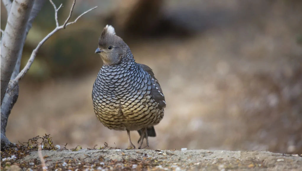 Blue Scaled Breeding Pair: Bloodline ID: CQBS-307 x CQBS-309