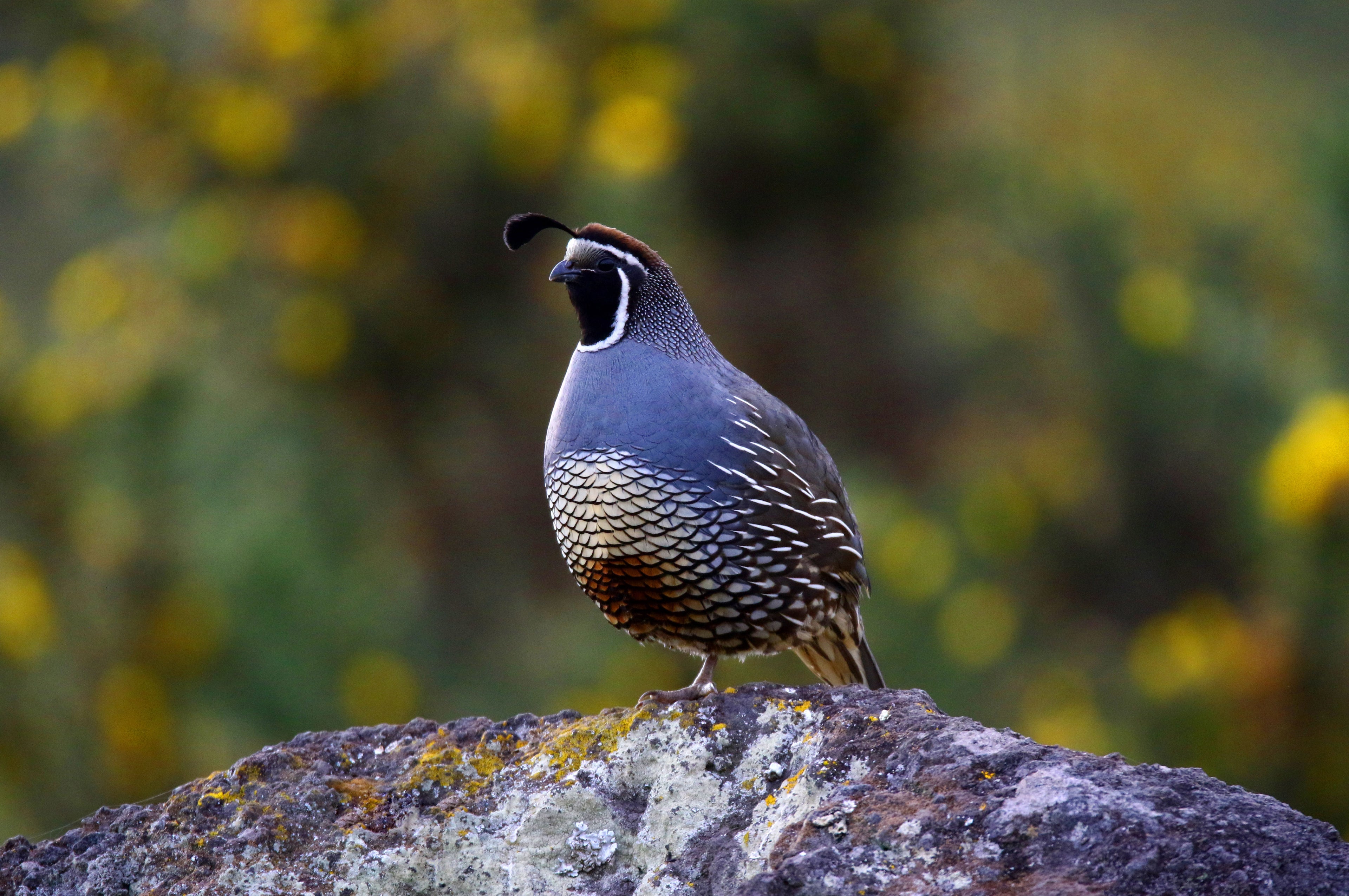California Valley Breeding Pair: Bloodline ID: CQV-255 x CQV-256