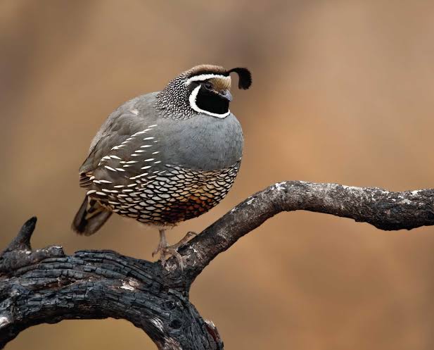 California Valley Breeding Pair: Bloodline ID: CQV-255 x CQV-256