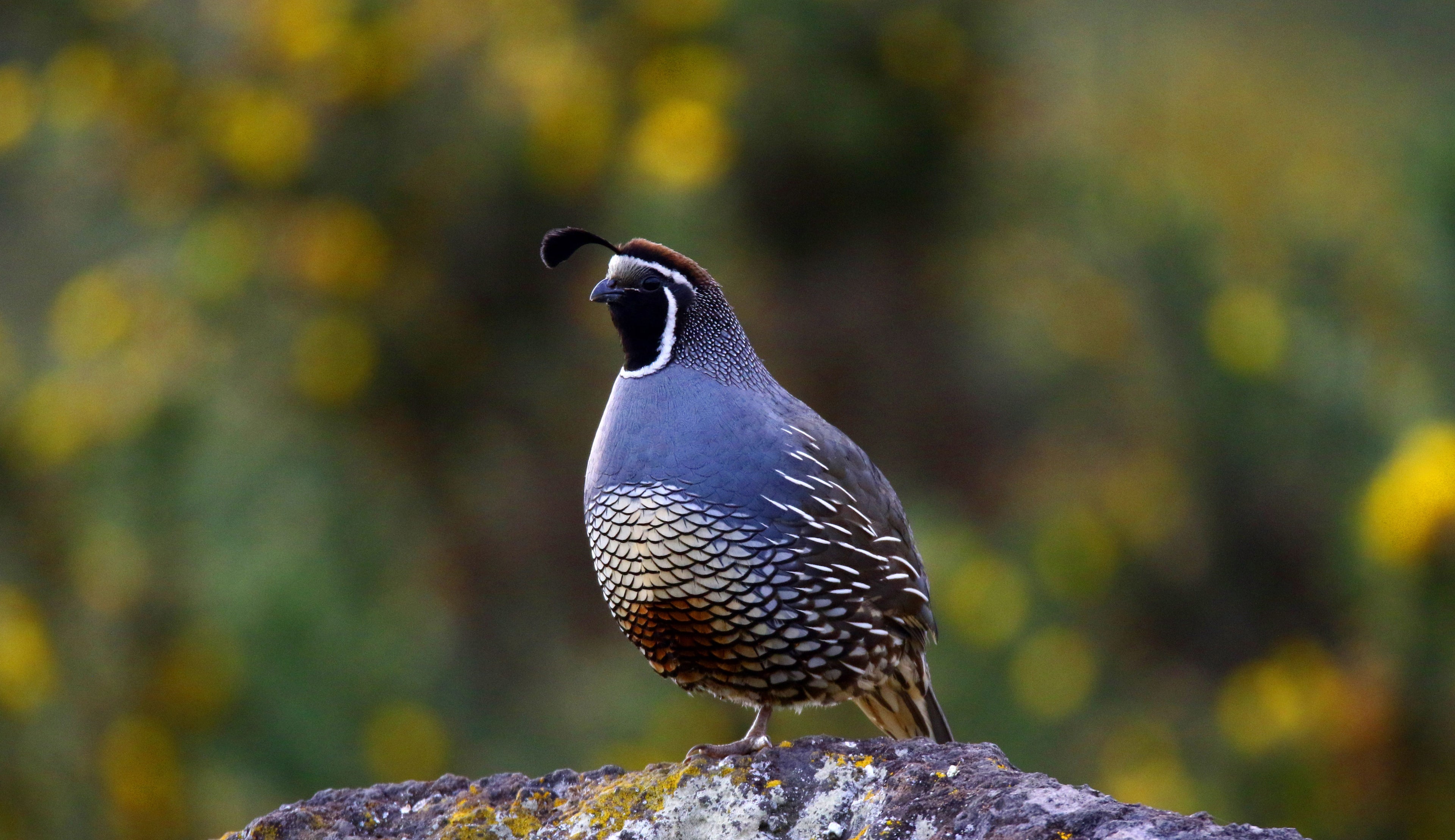 California Valley Breeding Pair: Bloodline ID: CQV-257 x CQV-256