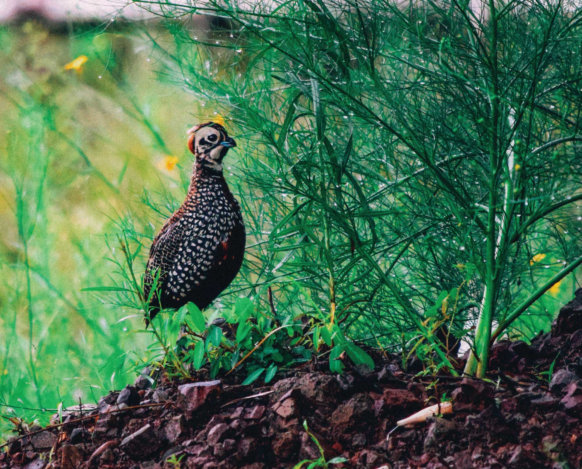 Mearns Quail Breeding Pair: Bloodline ID: CQM-901 x JQM-1081