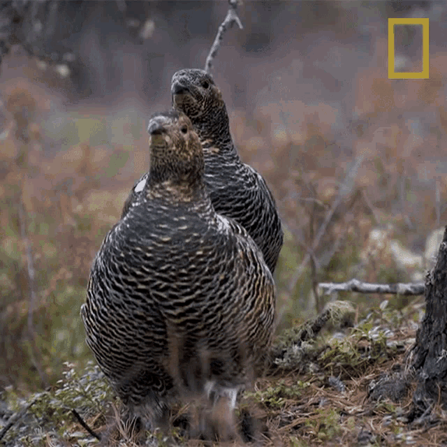 Blue Scaled Breeding Pair: Bloodline ID: CQBS-307 x CQBS-309