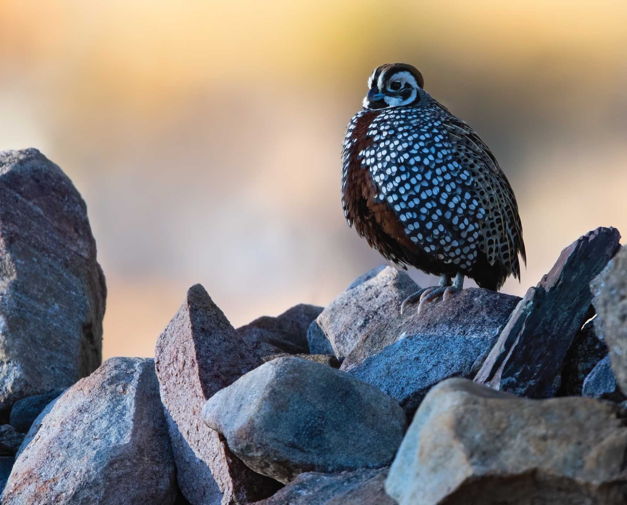 Mearns Quail Breeding Pair: Bloodline ID: CQM-901 x JQM-1081